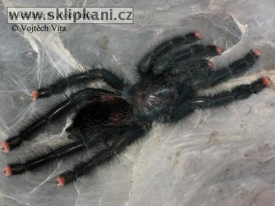 Avicularia_avicularia_avicularia